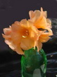 R. Trewithen Orange